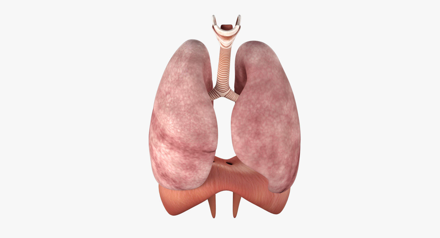 Respiratory System Low-poly 3D model_2