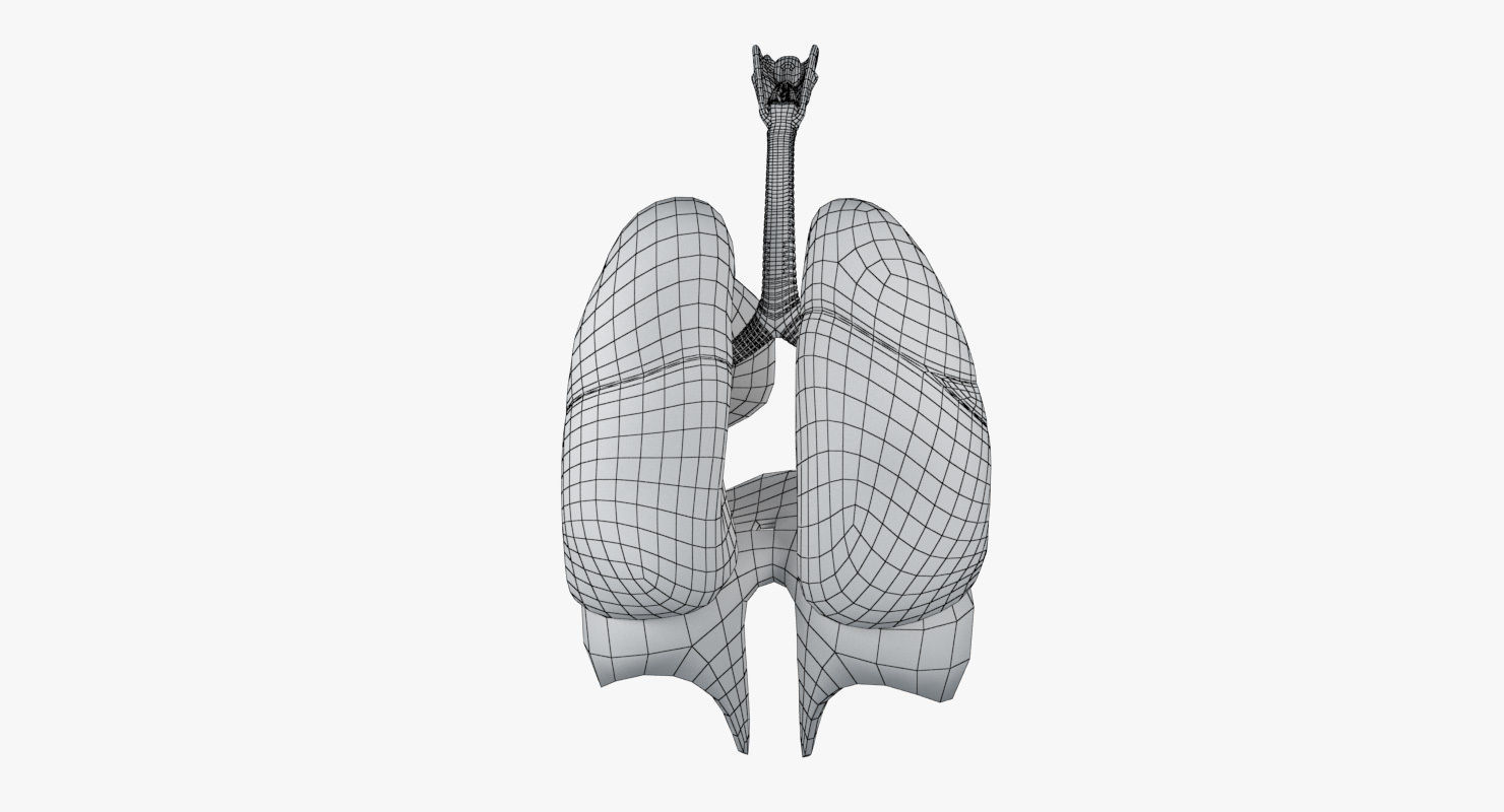 Respiratory System Low-poly 3D model_21