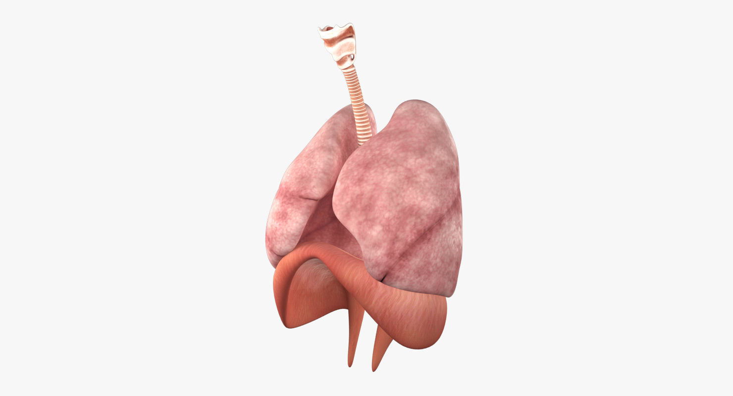 Respiratory System Low-poly 3D model_9