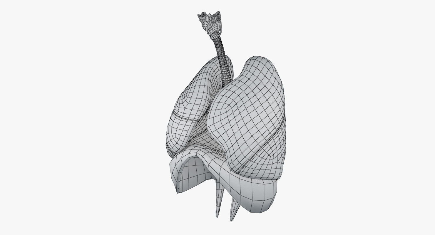 Respiratory System Low-poly 3D model_20