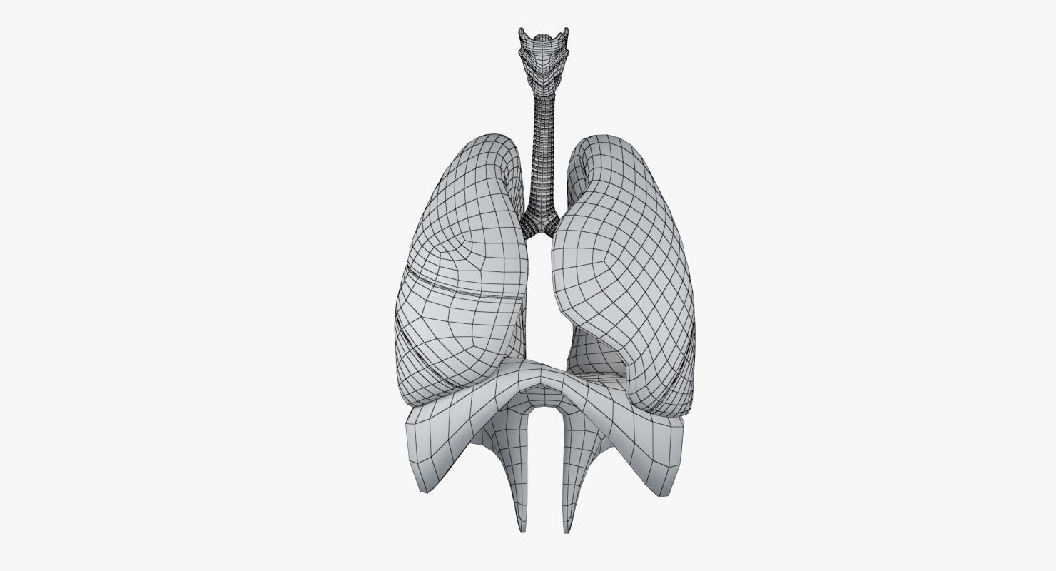 Respiratory System Low-poly 3D model_22