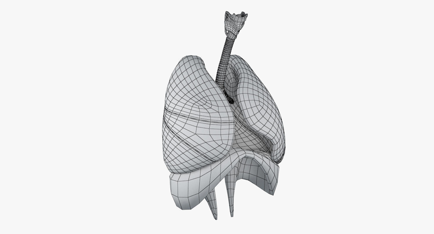 Respiratory System Low-poly 3D model_16