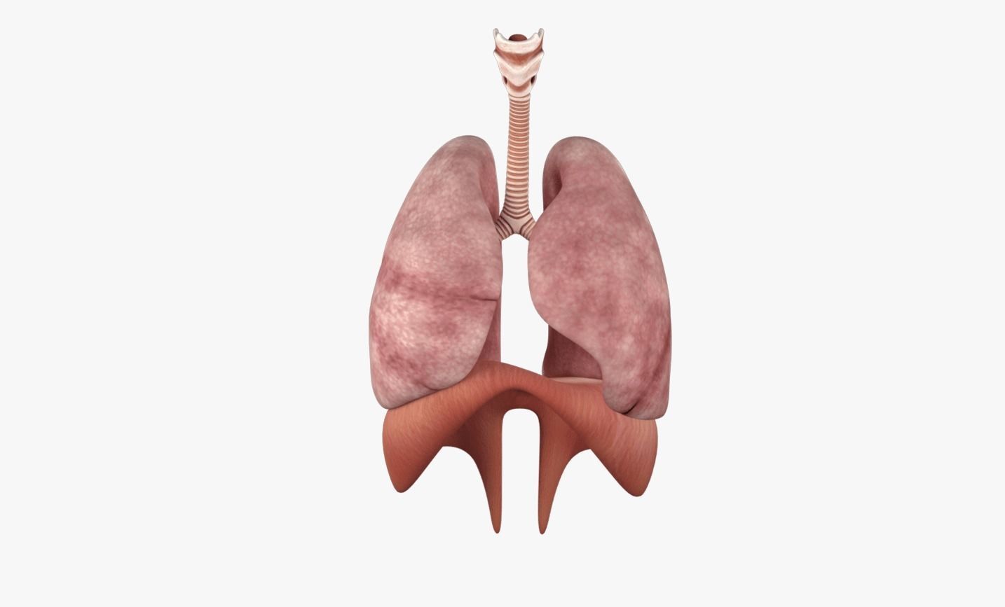 Respiratory System Low-poly 3D model_5