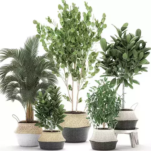 Decorative  trees for the interior in basket 560