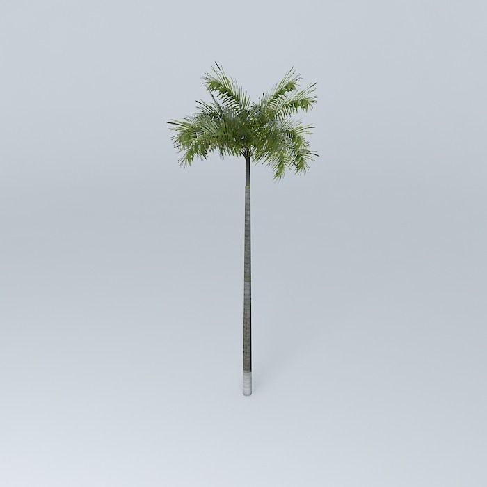 Palm tree Free 3D model_2