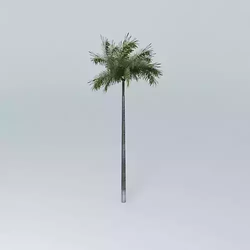 Palm tree