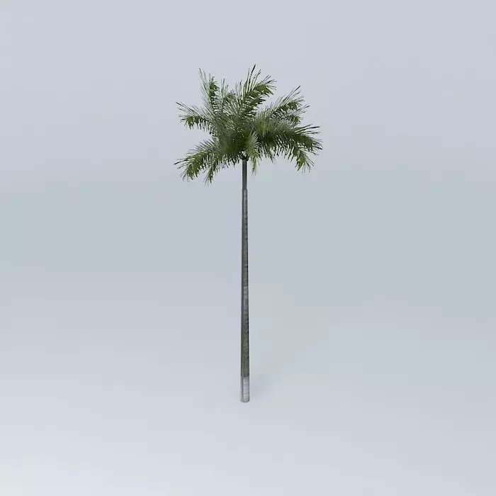 Palm tree Free 3D model_0