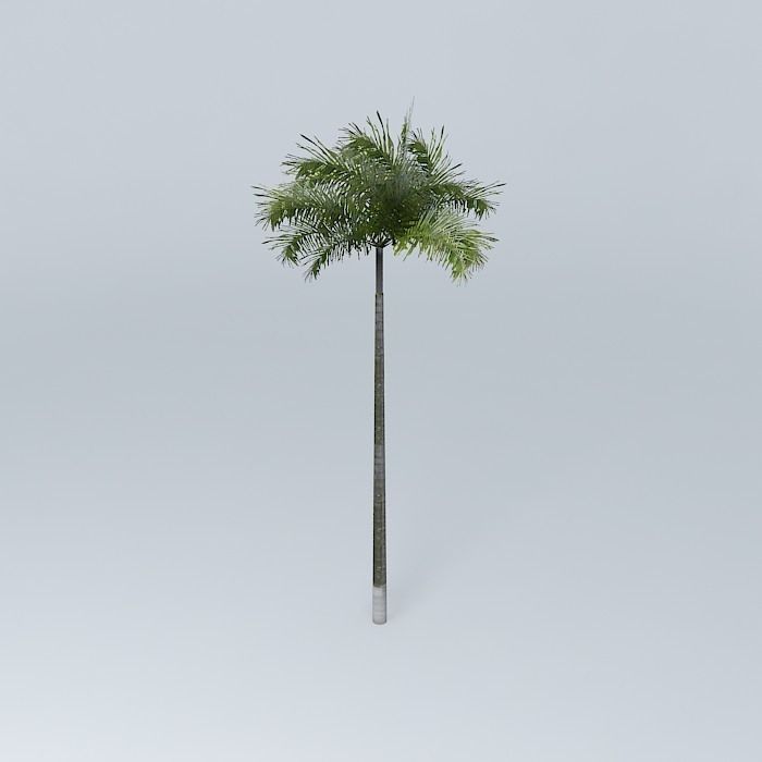 Palm tree Free 3D model_1