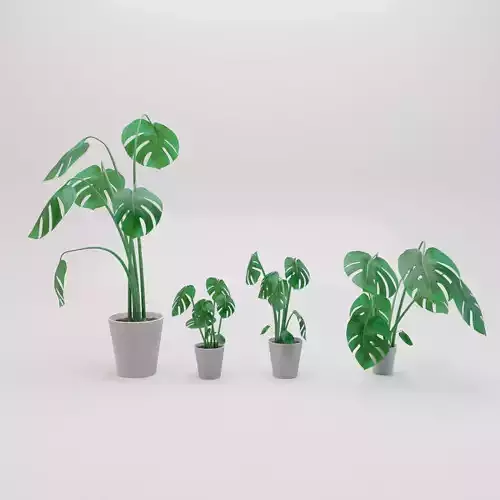 Monstera plants