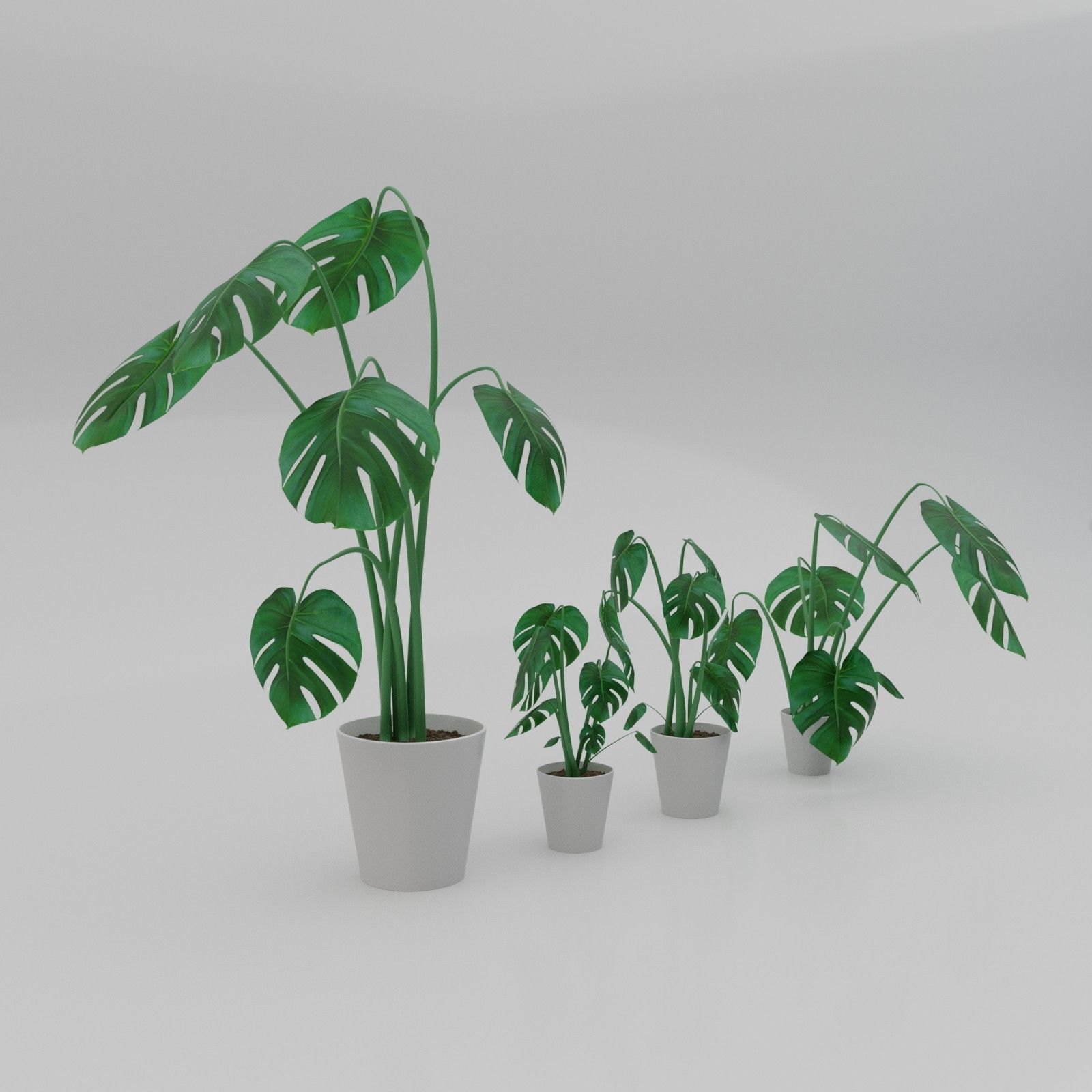 Monstera plants 3D model_3