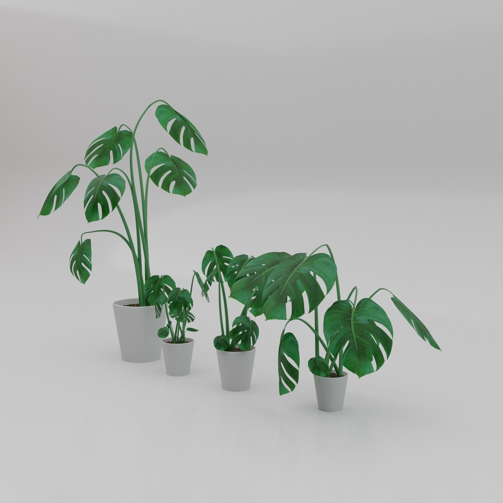 Monstera plants 3D model_2