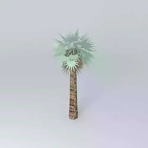 Washingtonia palm