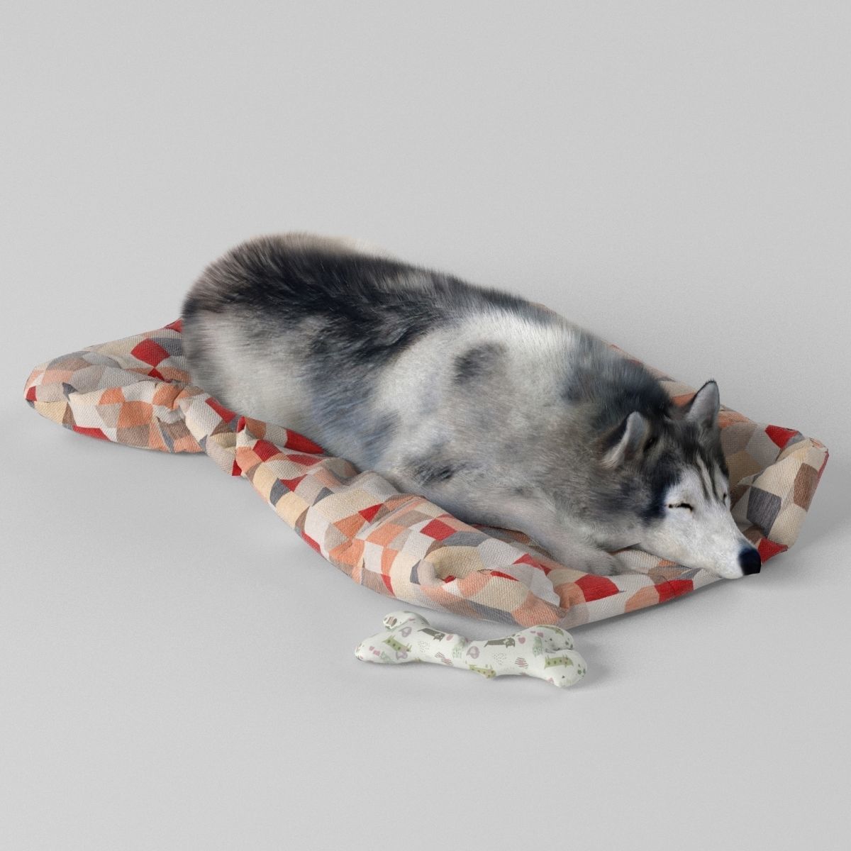 Sleeping Husky Dog 3D model_1