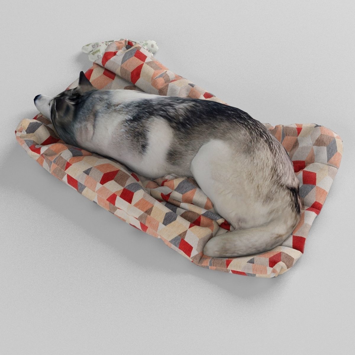 Sleeping Husky Dog 3D model_4