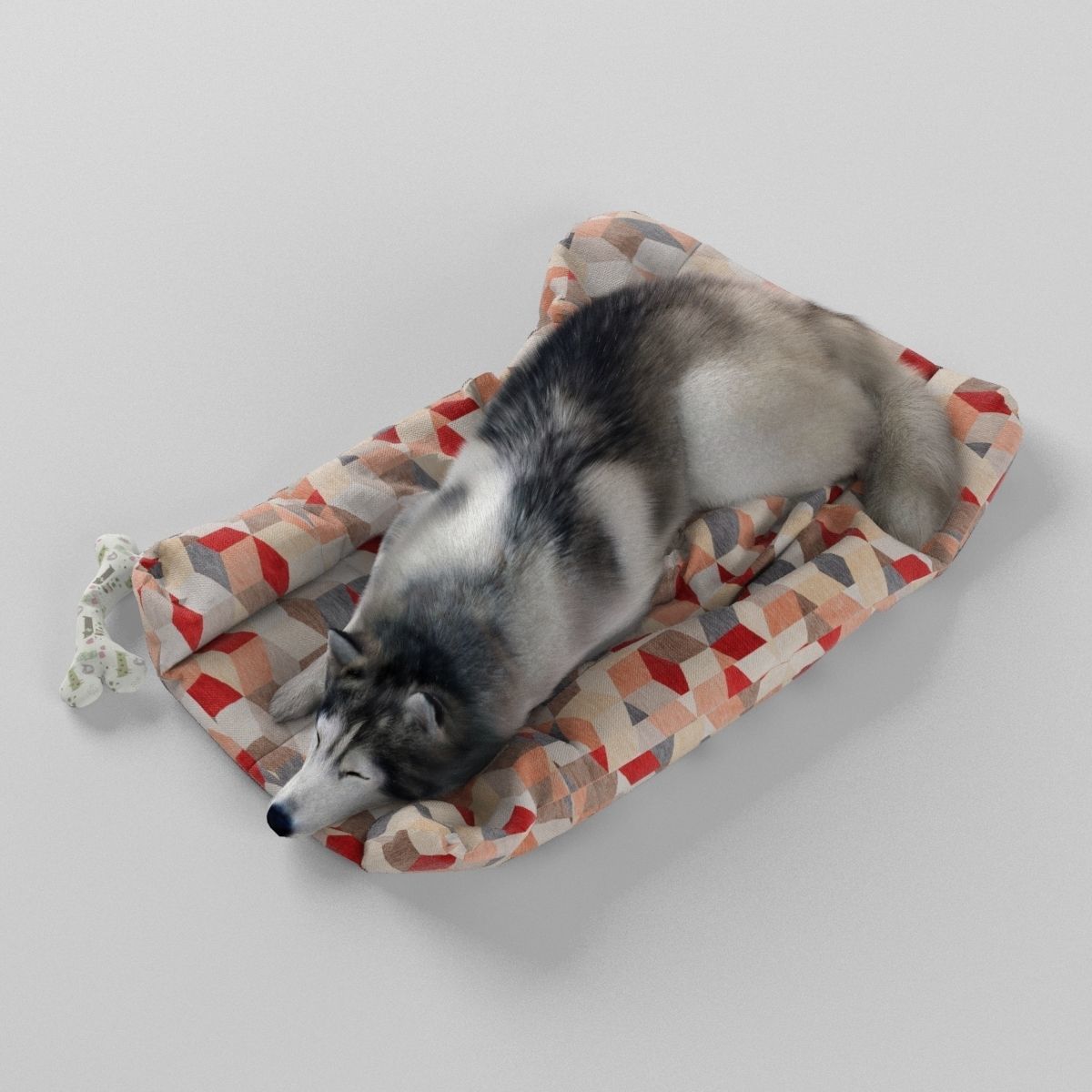 Sleeping Husky Dog 3D model_2