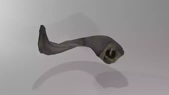 Goat horn 3d scanned