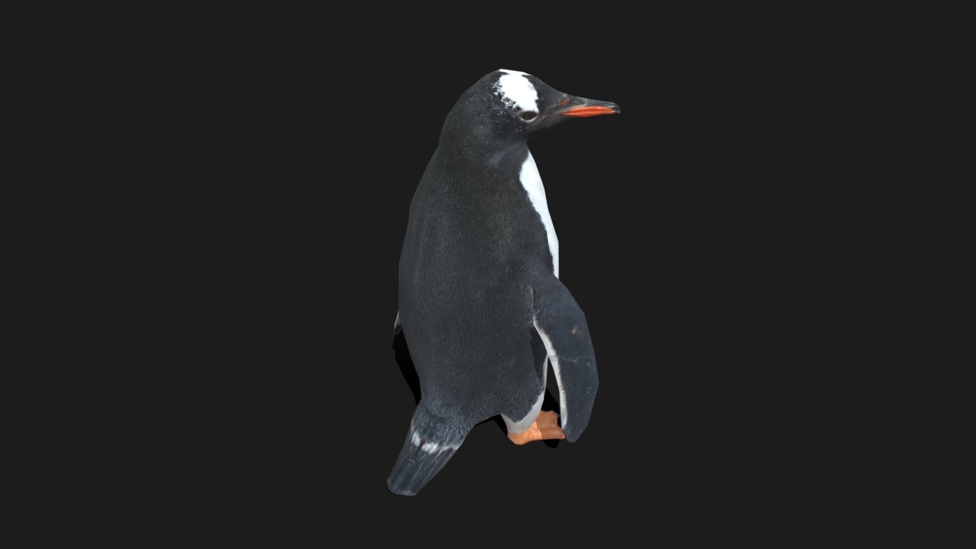 Gentoo Penguin - Animated Low-poly 3D model_4