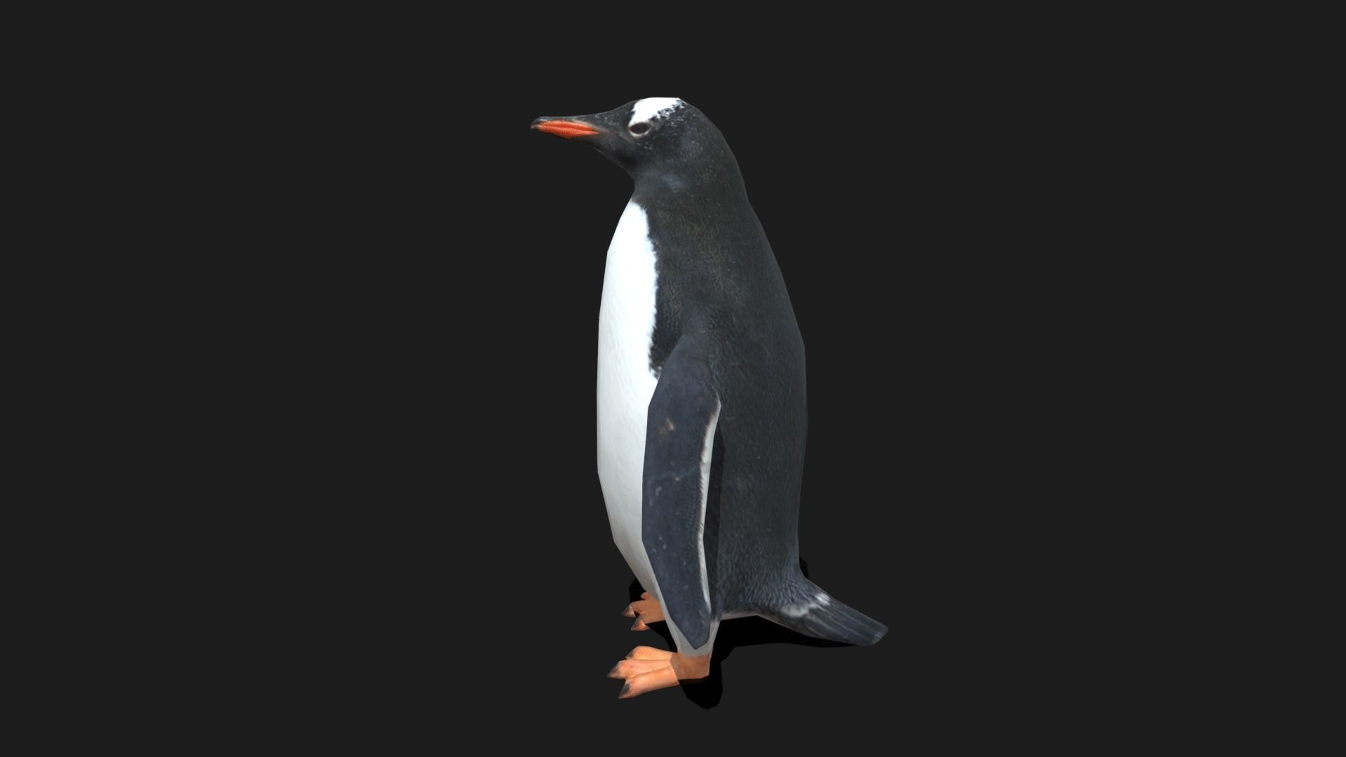 Gentoo Penguin - Animated Low-poly 3D model_19