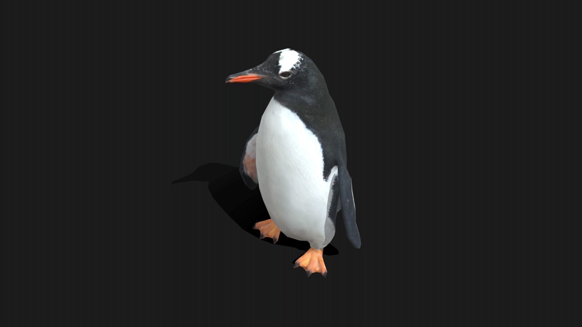 Gentoo Penguin - Animated Low-poly 3D model_6