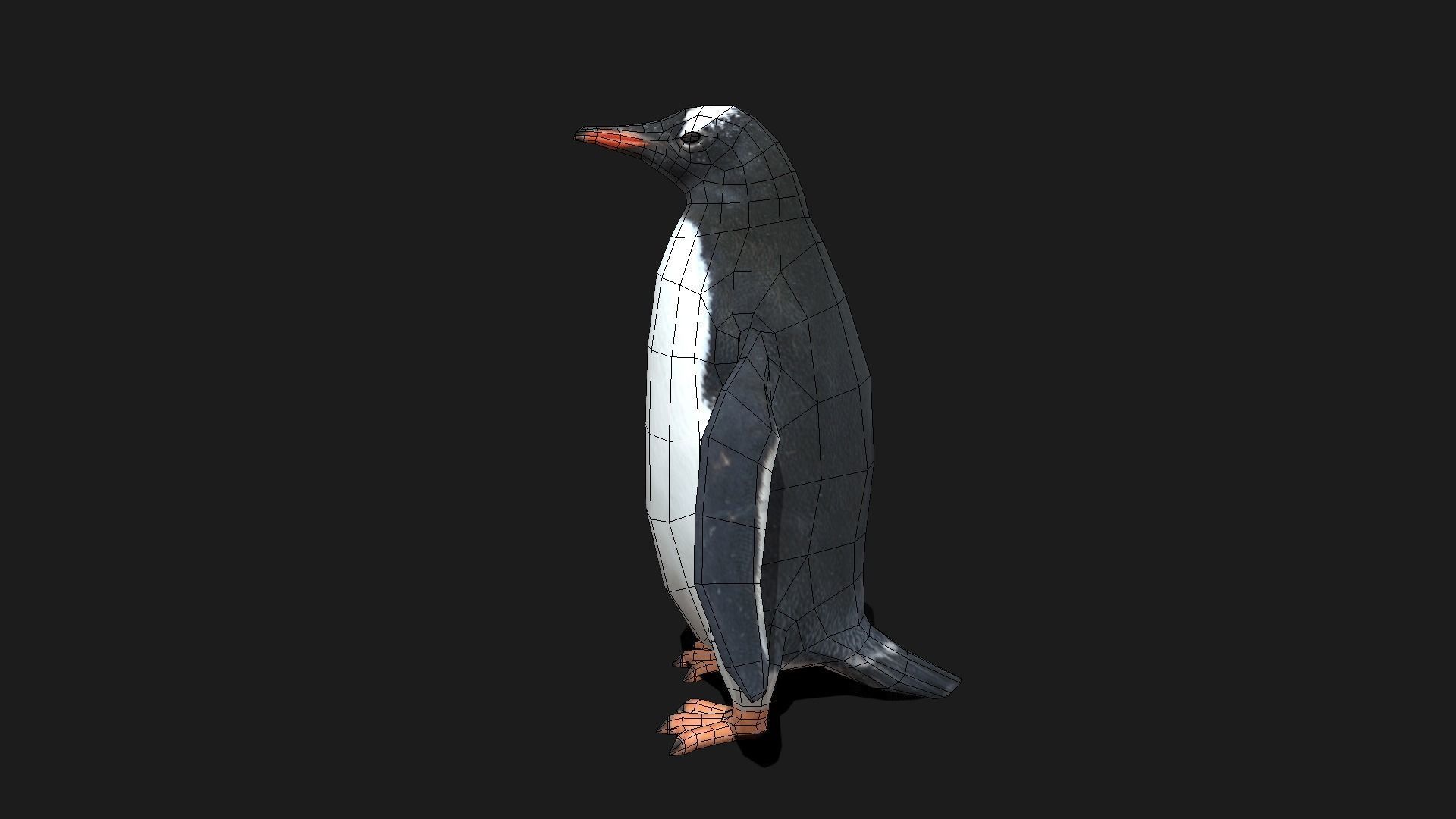 Gentoo Penguin - Animated Low-poly 3D model_18