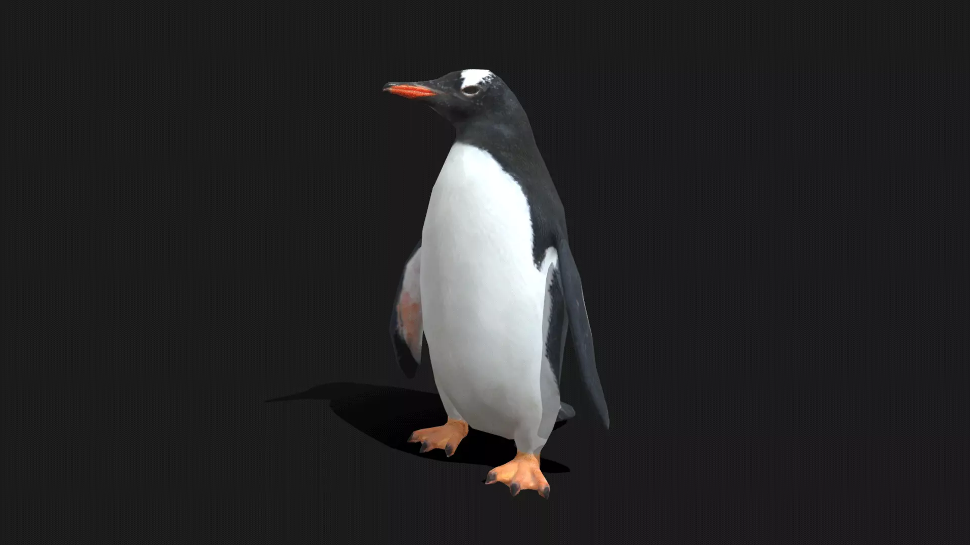 Gentoo Penguin - Animated Low-poly 3D model_0