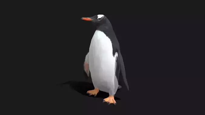 Gentoo Penguin - Animated Low-poly 3D model