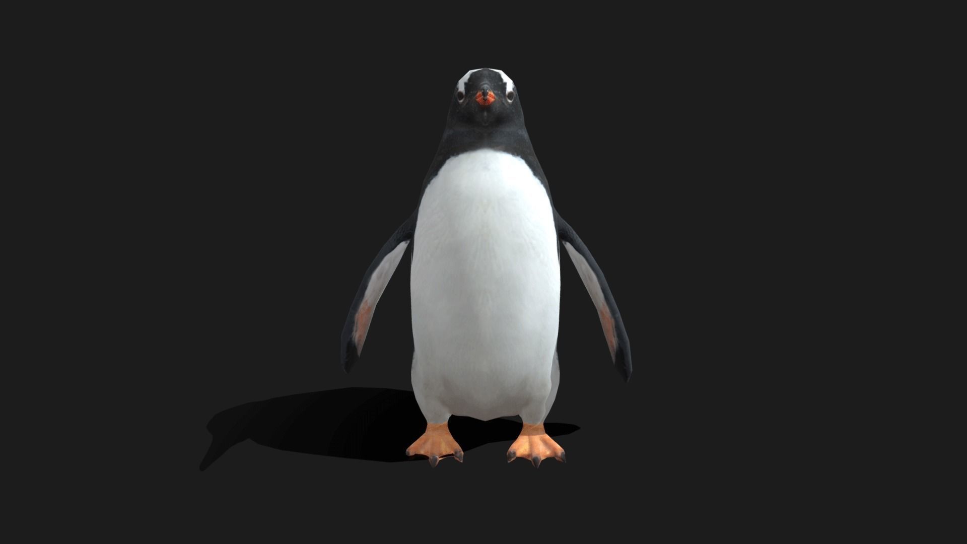 Gentoo Penguin - Animated Low-poly 3D model_21