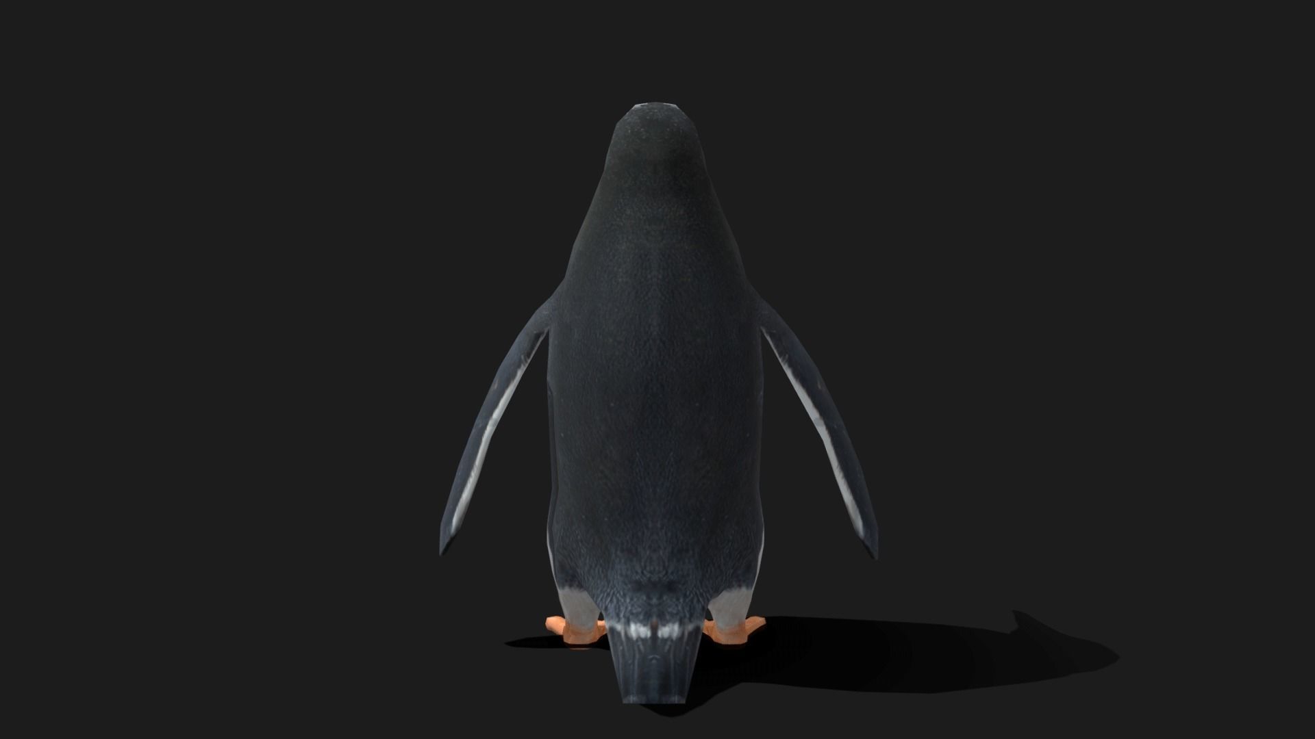 Gentoo Penguin - Animated Low-poly 3D model_17