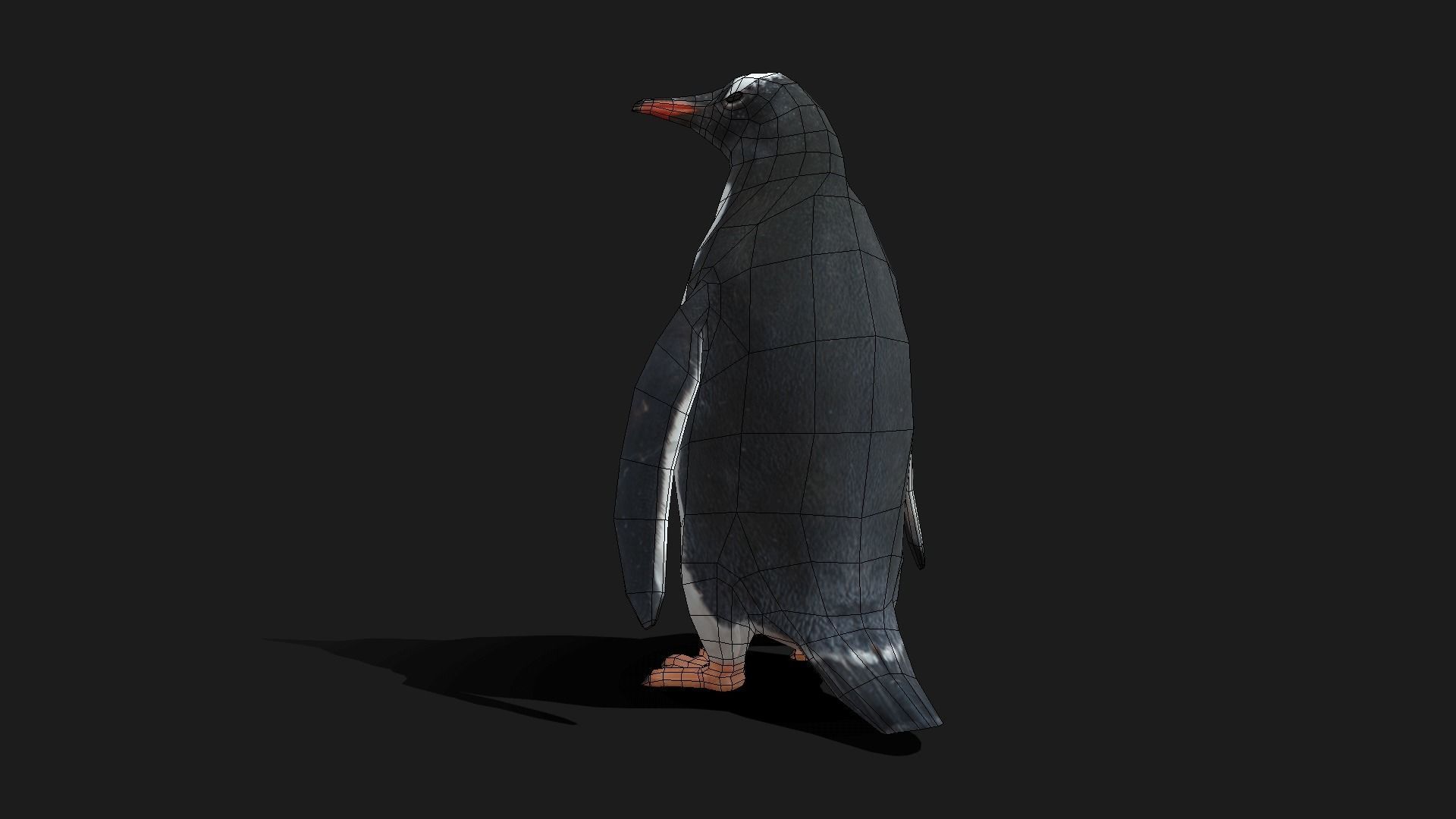 Gentoo Penguin - Animated Low-poly 3D model_10