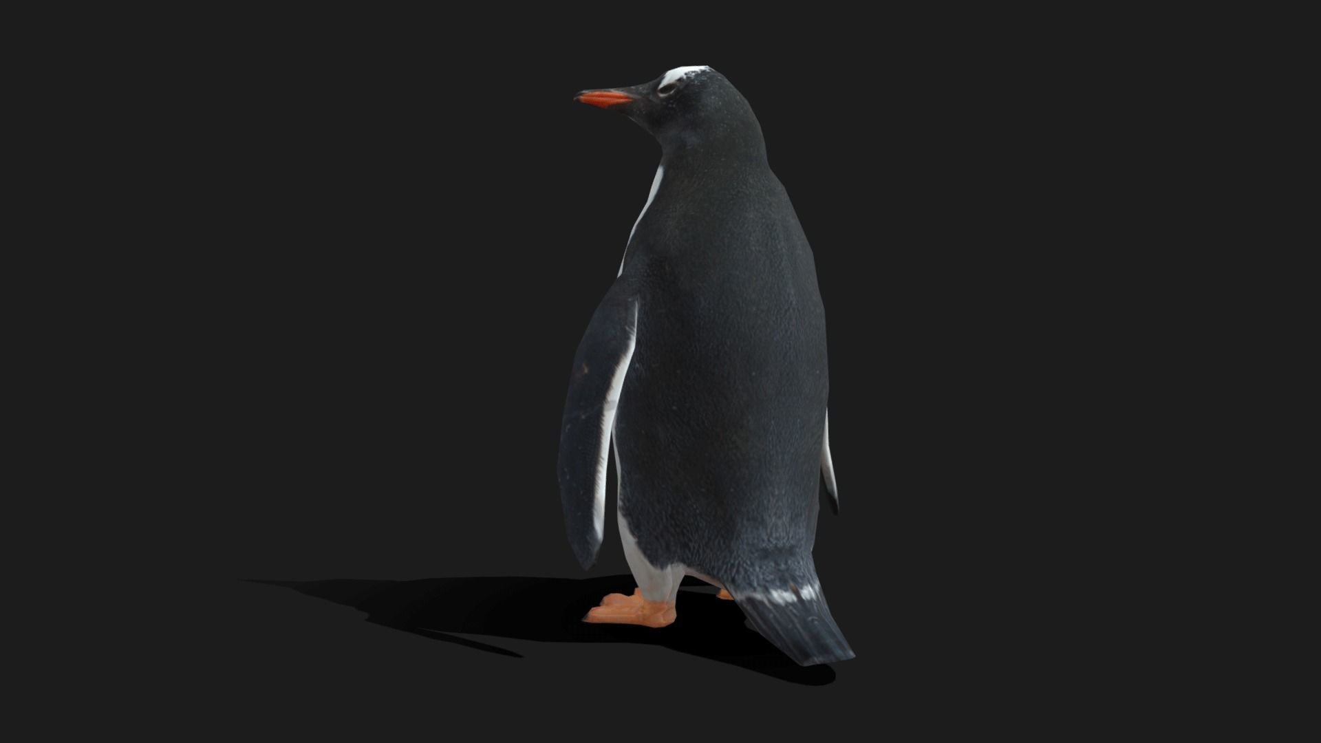 Gentoo Penguin - Animated Low-poly 3D model_11