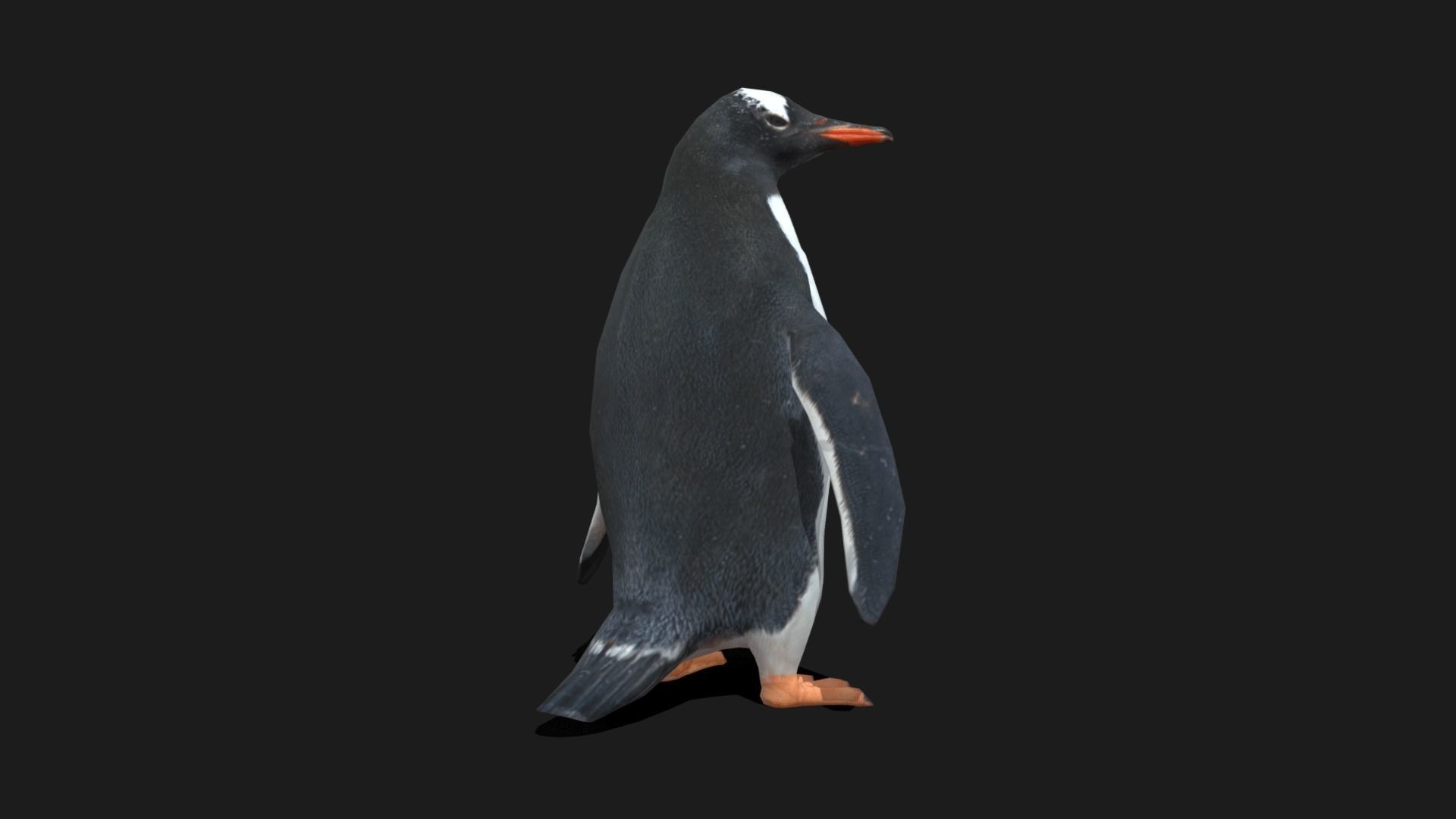 Gentoo Penguin - Animated Low-poly 3D model_9
