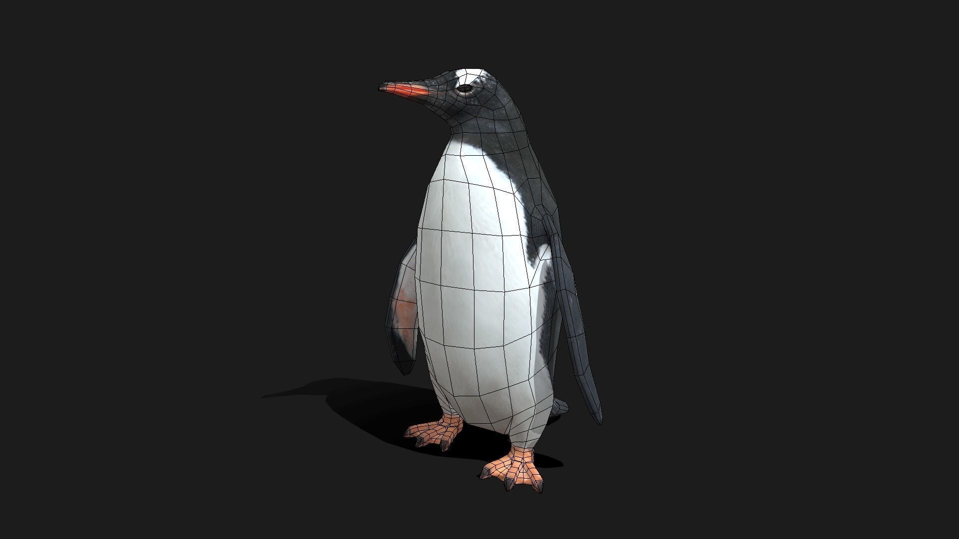 Gentoo Penguin - Animated Low-poly 3D model_2