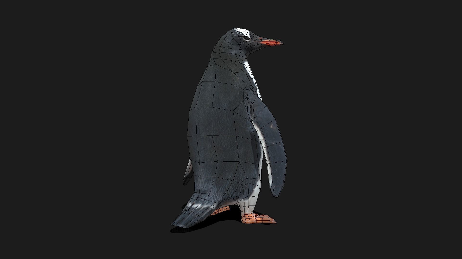 Gentoo Penguin - Animated Low-poly 3D model_8