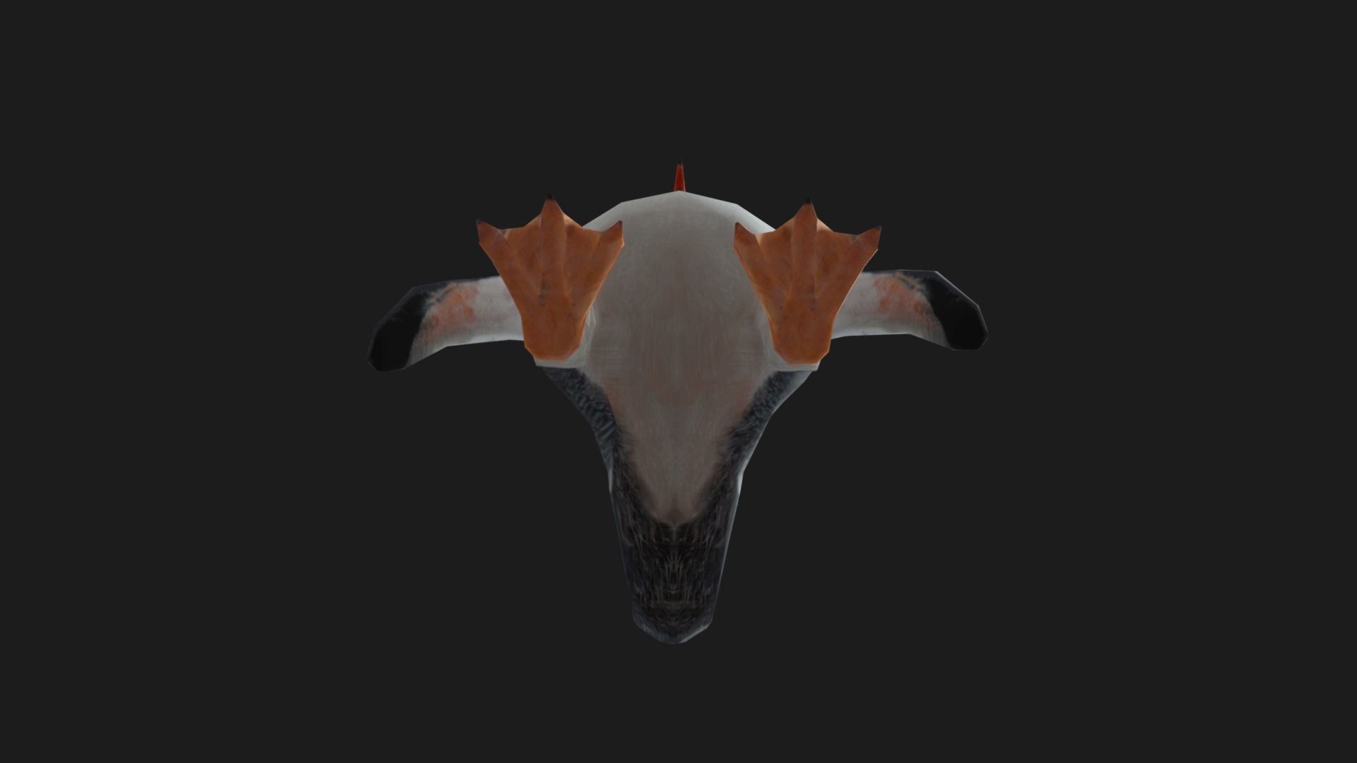 Gentoo Penguin - Animated Low-poly 3D model_13