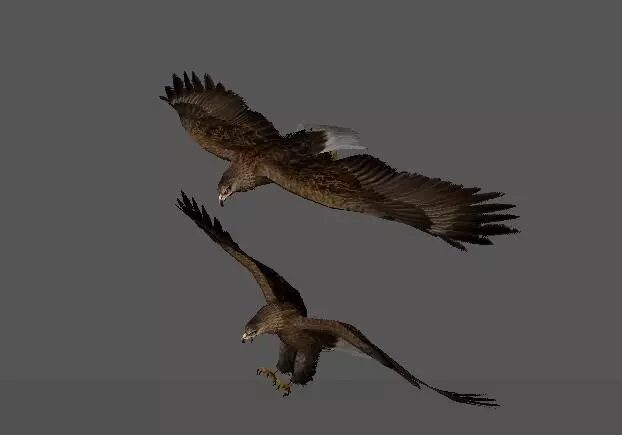 eagle two eagles in flight 3D model_0
