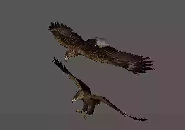 eagle two eagles in flight 3D model