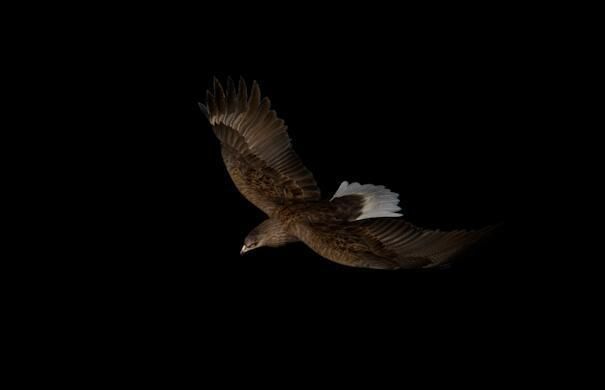 eagle two eagles in flight 3D model_5