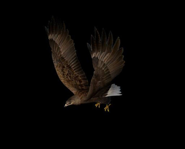 eagle two eagles in flight 3D model_6