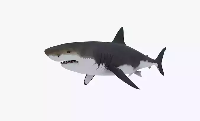 Shark great Low-poly 3D model
