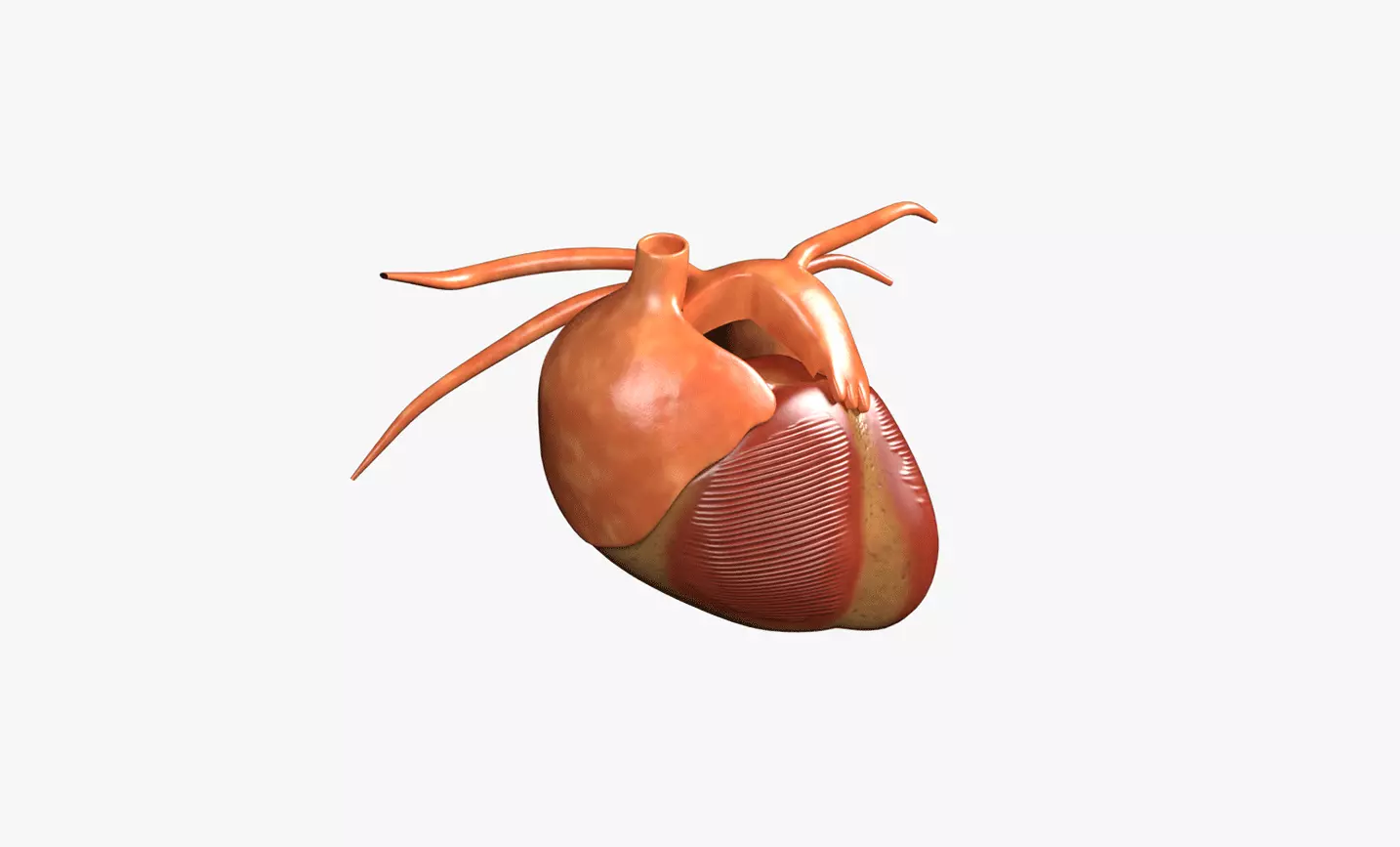 Human Heart Low-poly 3D model_0