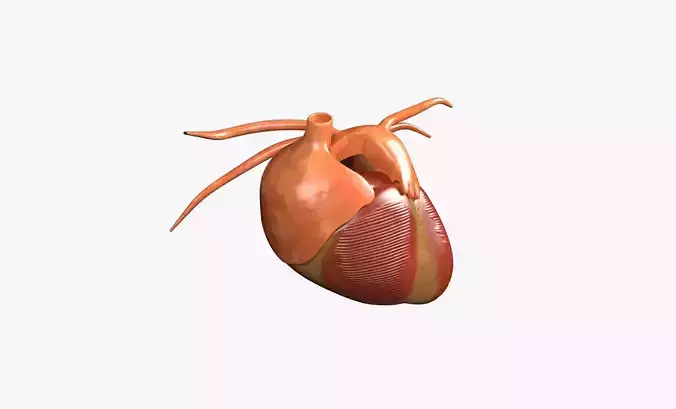 Human Heart