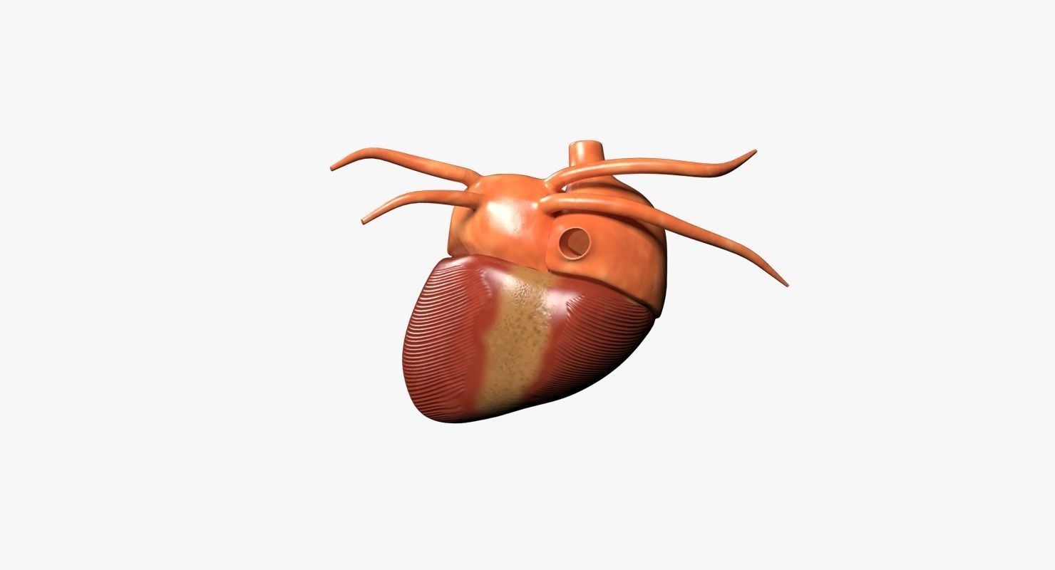 Human Heart Low-poly 3D model_3