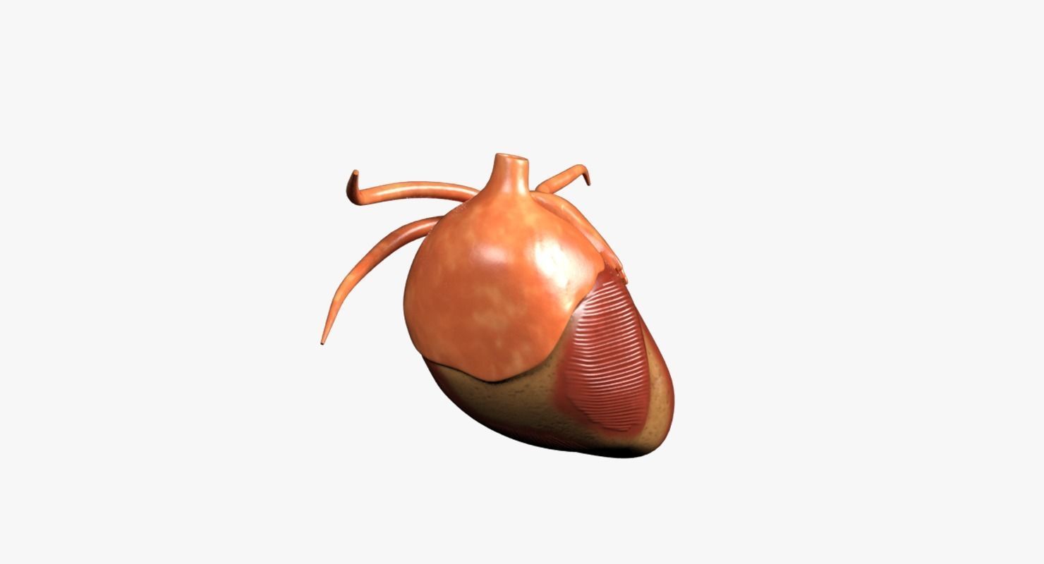 Human Heart Low-poly 3D model_6