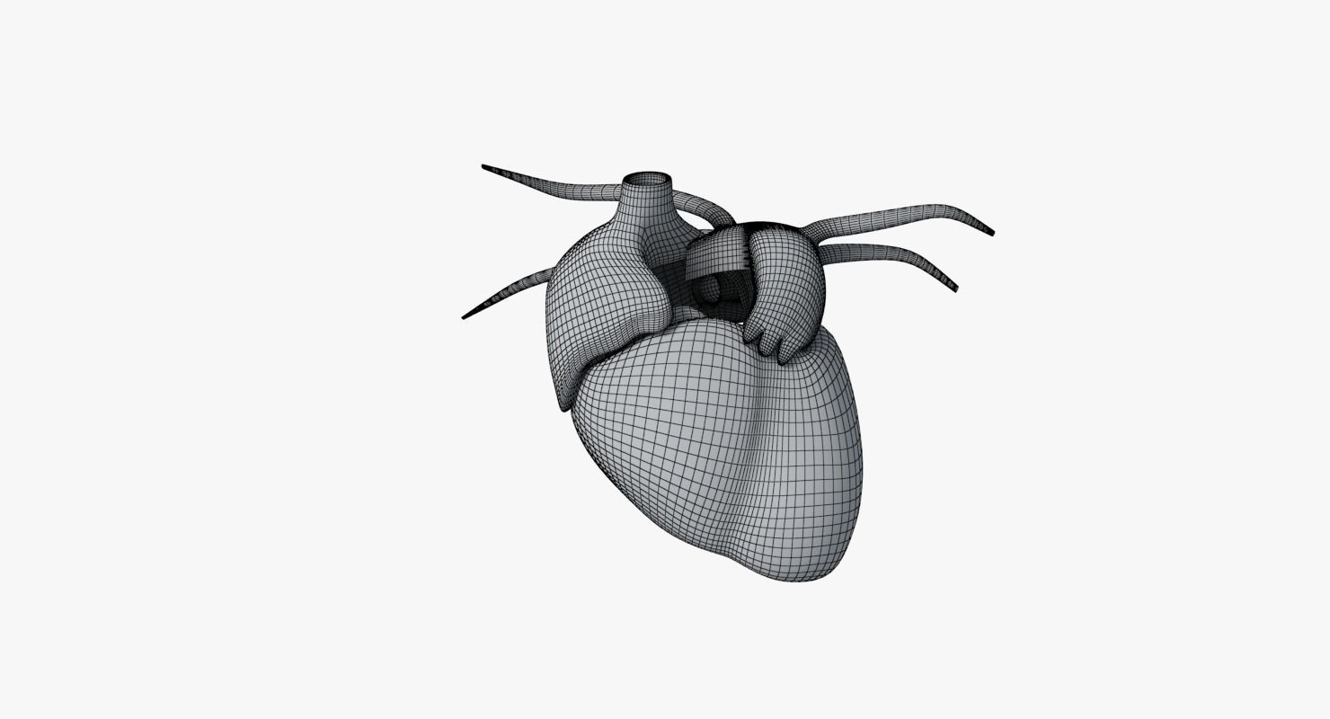 Human Heart Low-poly 3D model_14