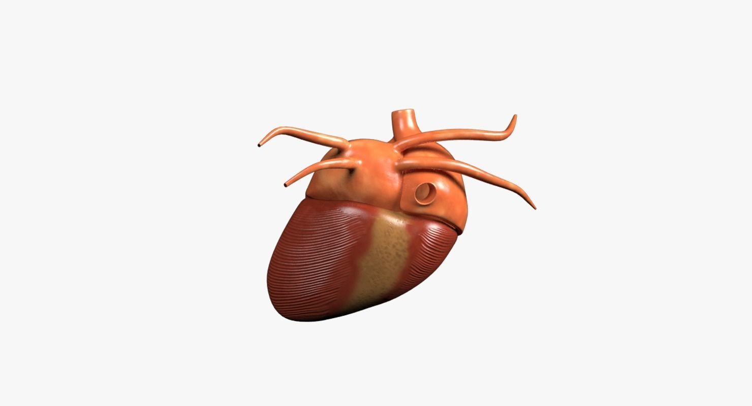 Human Heart Low-poly 3D model_7