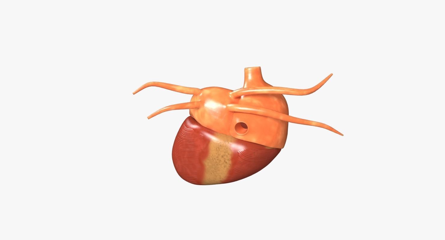 Human Heart Low-poly 3D model_11
