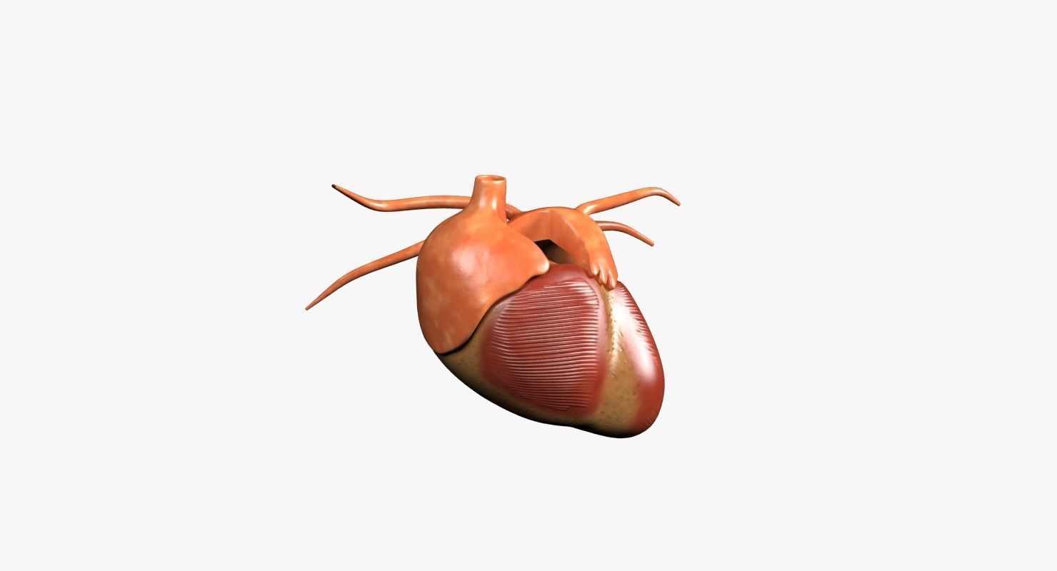 Human Heart Low-poly 3D model_5