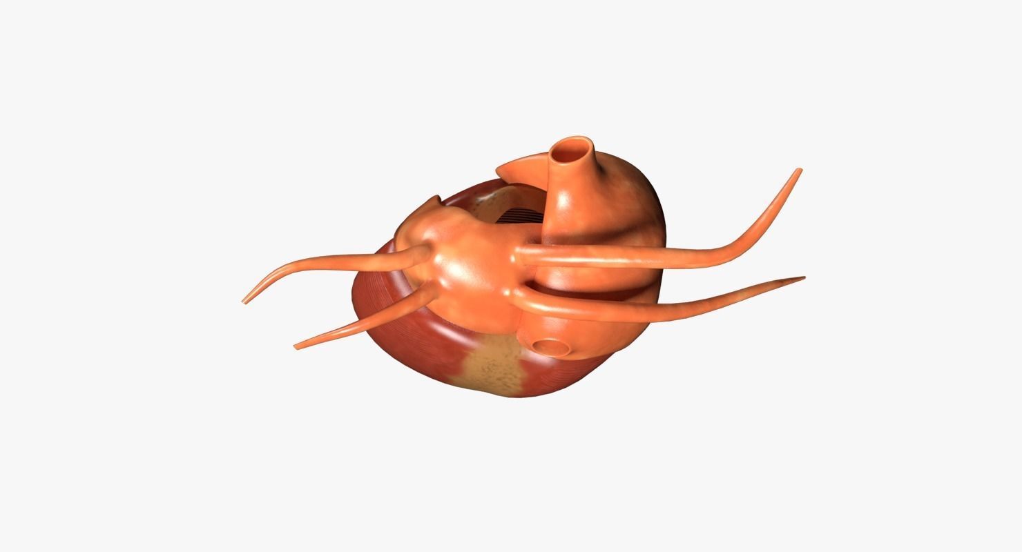 Human Heart Low-poly 3D model_4