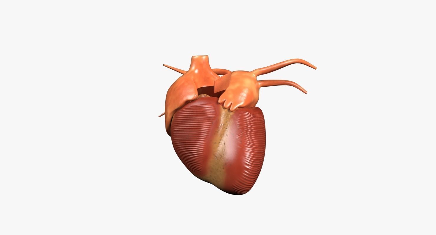 Human Heart Low-poly 3D model_2
