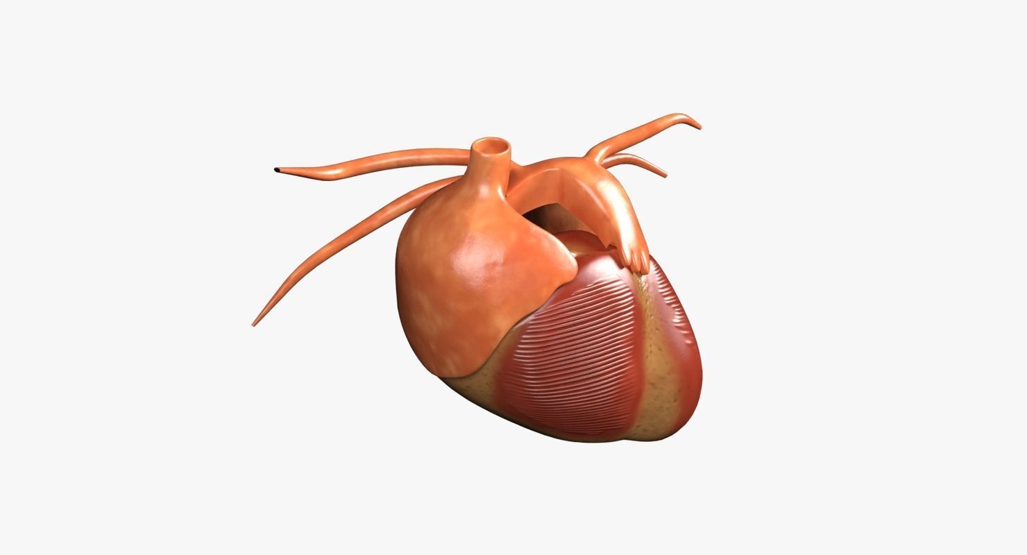 Human Heart Low-poly 3D model_1